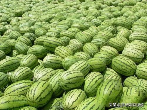 吃瓜的视频一般在哪找,吃瓜视频的聚集地