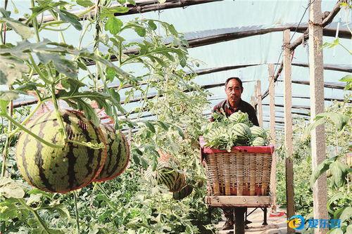 韩城黄河滩吃瓜视频,一场别开生面的吃瓜盛宴