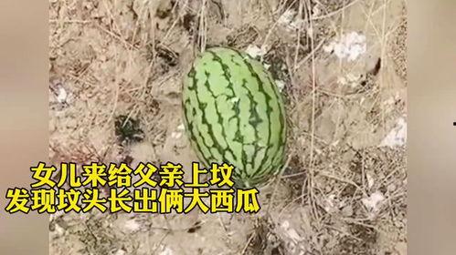 女子坟头吃瓜视频,揭秘网络恶搞背后的道德困境