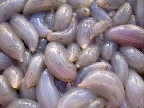 地瓜吃瓜视频网站,揭秘热门视频网站背后的趣味与魅力