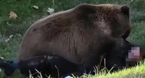 成都熊系吃瓜视频,揭秘网络红人的幕后故事