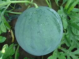 太康县吃瓜视频,揭秘当地特色美食文化