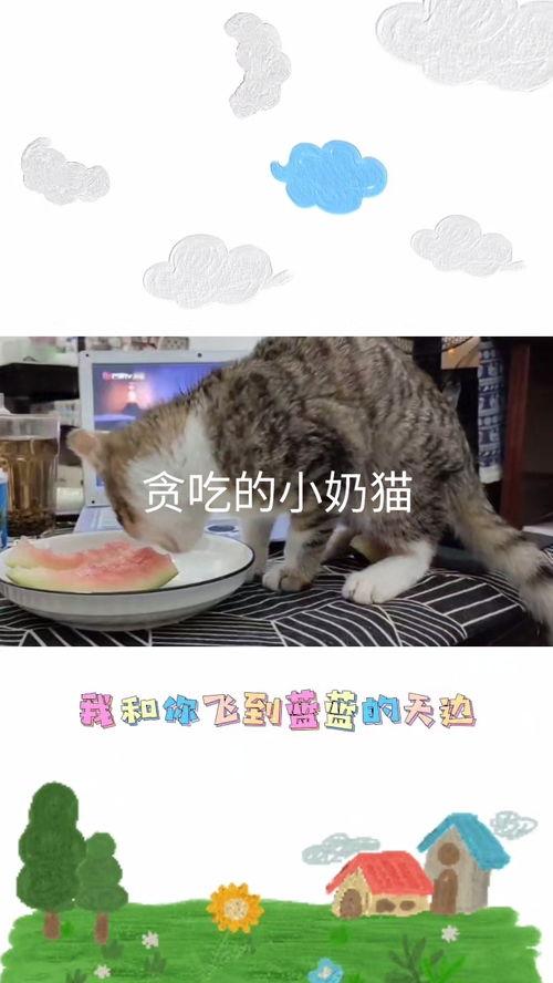 小奶猫吃瓜视频,萌态十足，网友直呼可爱爆表！