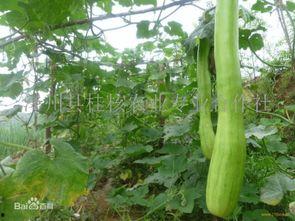老砍瓜怎么吃最好吃视频,视频揭秘最佳食用方法