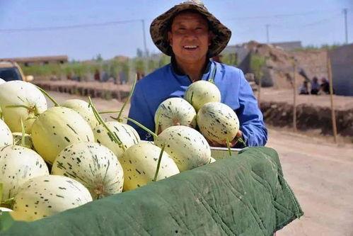 群众吃芥瓜视频真实,群众共享美味瞬间