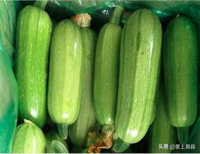 瓜哥吃西葫芦视频大全播放,视频大全播放盛宴