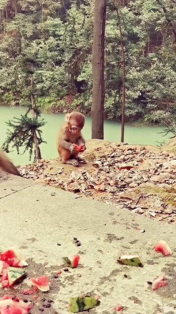 小猴子吃大瓜视频,趣味横生的吃瓜时刻