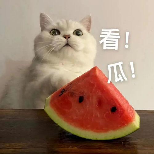 吃瓜小帅小美视频,揭秘热门视频背后的趣味故事