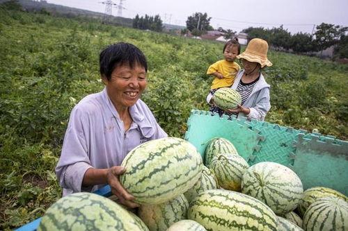 邯郸复兴区吃瓜事件视频,一场引发热议的网络视频风波